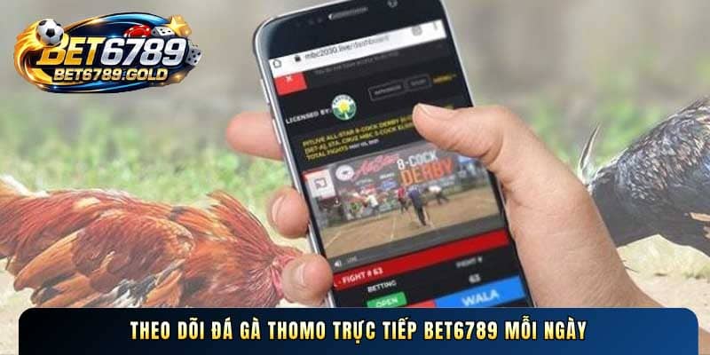 Theo dõi Đá gà Thomo trực tiếp BET6789 mỗi ngày
